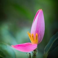 flor rosada de musa ornata o plátano en flor, le gusta el loto