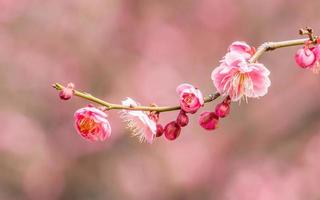 Flowers in spring series: plum blossoming in spring