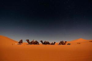 Camels in Merzouga dunes photo
