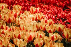 tulipanes rojos y amarillos en flor