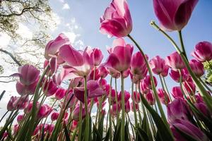 Hermosos tulipanes de colores en un jardín verde de Estambul foto