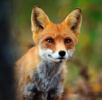 Red Fox Vulpes photo