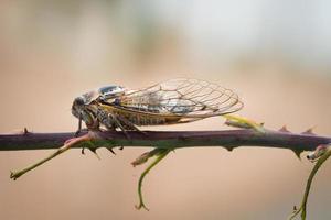 close-up macro shot of brown cicada on branch photo