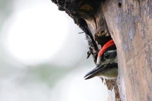 Young Great Spotted Woodpecker looks from nest hollow photo