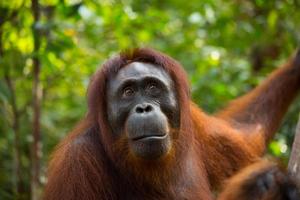 Female orangutan. photo
