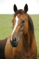 Close-up of youngster racing horse in the field photo