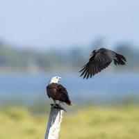 Brahminy kite attack by crow in Pottuvil, Sri Lanka