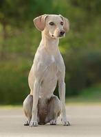Beautiful young female dog photo