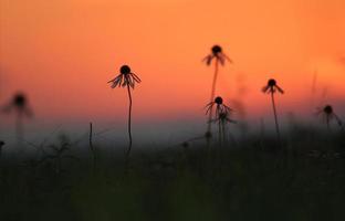 Coneflowers against sunset photo