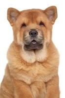 Retrato de primer plano de cachorro chow-chow foto