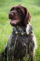 Shorthaired Pointer hunting dog breed is sitting