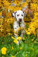 Dalmatian puppy photo