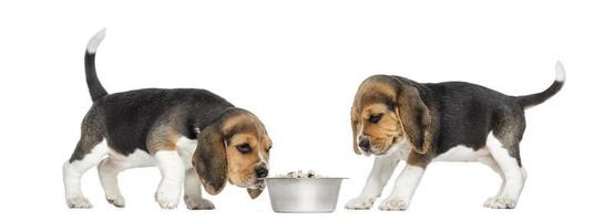 cachorros beagle alrededor de un tazón de perro lleno, aislado en blanco