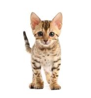 Bengal kitten photo
