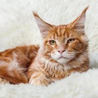 Red foxy maine coon cat  on white background fur photo