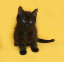 Small fluffy black kitten sitting on yellow photo