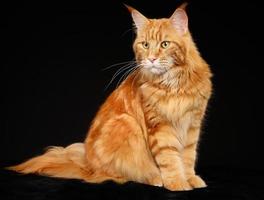 Purebred cat photo