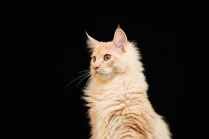gato real maine coon foto