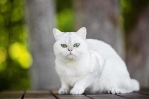 gato británico de pelo corto al aire libre foto
