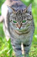 gato rayado con ojos verdes foto