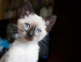 Siamese kitten photo