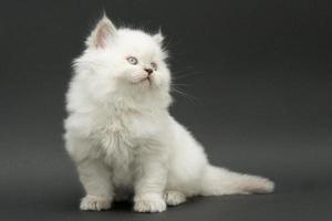 nice cute british kitten photo