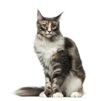 Maine Coon (2 years old)
