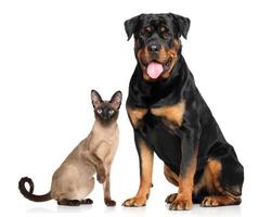 Cat and dog in front of white background photo