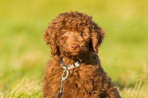 Labradoodle young photo