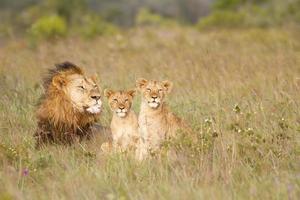 Young lion cubs and father