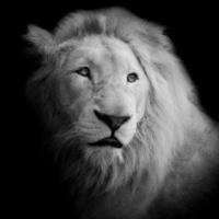 león blanco y negro foto