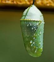 Monarch butterfly cocoon