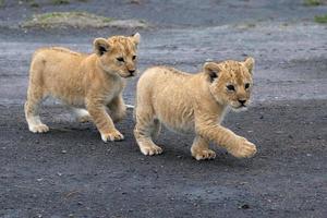 Lion cubs photo