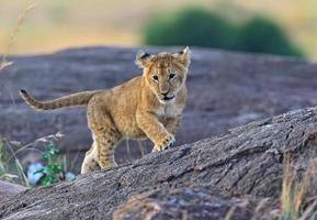 masai mara leones foto