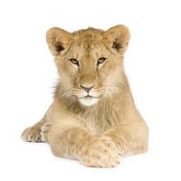 Lion cub (8 months) photo
