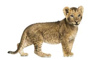 Side view of a Lion cub standing, looking away photo