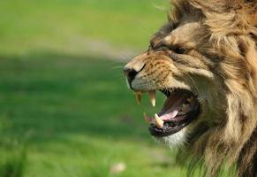 león enojado