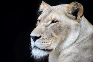 león africano foto