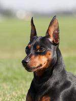 Retrato de perro pinscher miniatura de raza pura foto