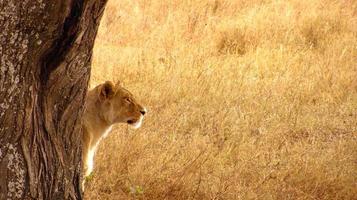 Serengeti Lioness photo