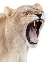 Angry lioness photo