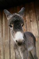 very cute young donkey photo