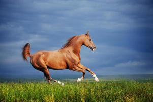 Beautiful red arabian horse running gallop photo