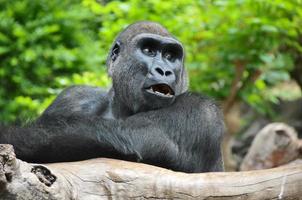 gorila negro descansando sobre un poste de madera