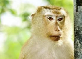 close-up mono portriat con luz de sombra foto