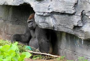 Gorilla resting in the shade photo