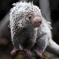 Close-up of a cute Brazilian Porcupine Coendou prehensilis shallow DOF photo