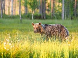 oso pardo (ursus arctos) en estado salvaje foto