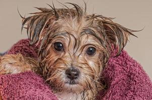 cachorro secarse después de su baño foto