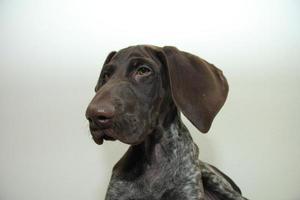 German Shorthaired Pointer puppy photo